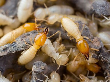 termites-bacolod