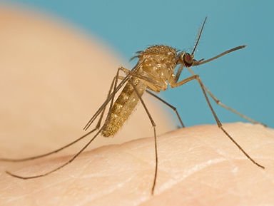 mosquito image