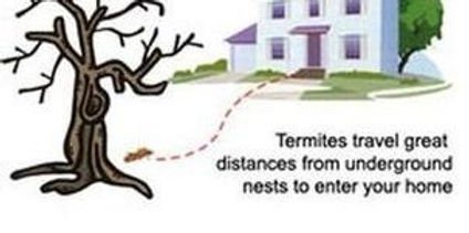 cross section of termite travel from soil to home