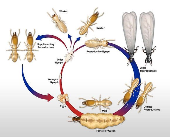 termite caste